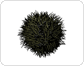 sea urchin image