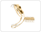 Skelett einer Giftschlange