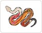 anatomy of a venomous snake image
