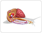 anatomy of a snail