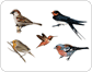 examples of birds