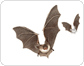 morphology of a bat image