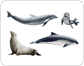 examples of marine mammals