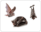 examples of bats image