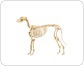 skeleton of a dog image