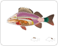 anatomy of a perch image