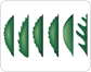 leaf margin image