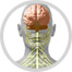 nervous system image