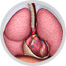 respiratory system image
