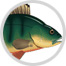 bony fish image