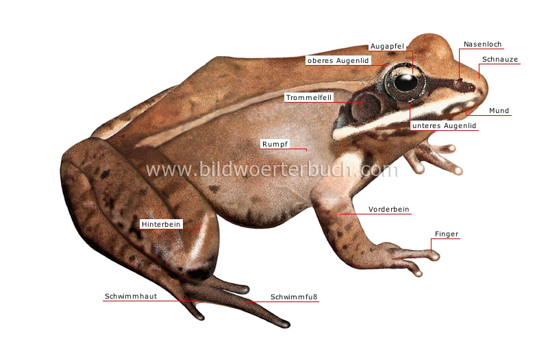 morphology of a frog image