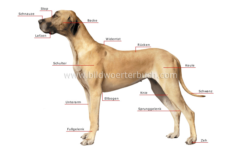 morphology of a dog image