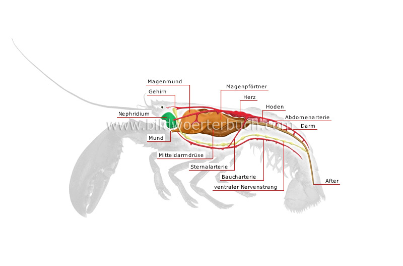 anatomy of a lobster image