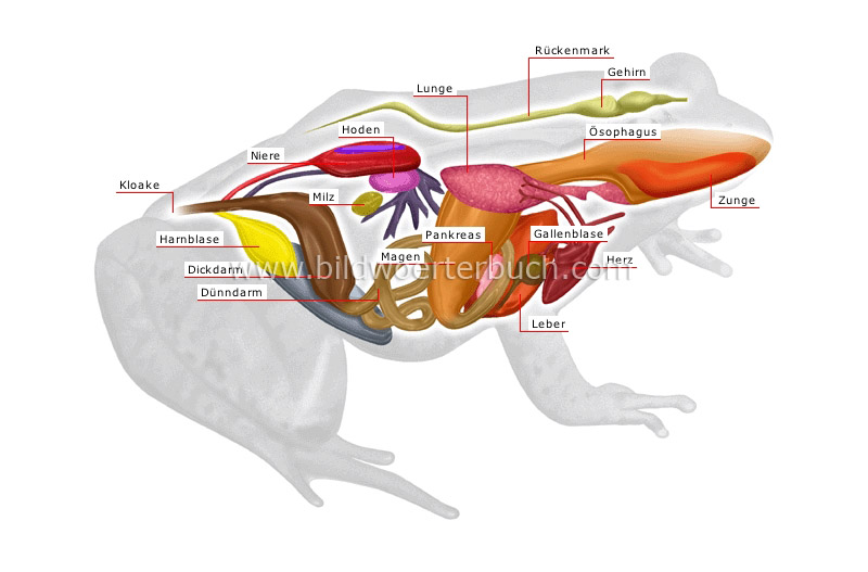 Anatomie eines männlichen Froschs Bild