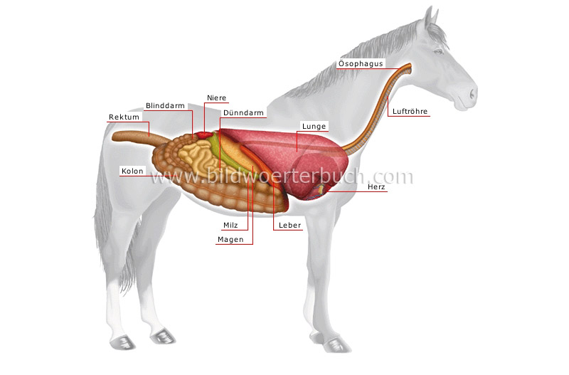 Anatomie eines Pferdes Bild