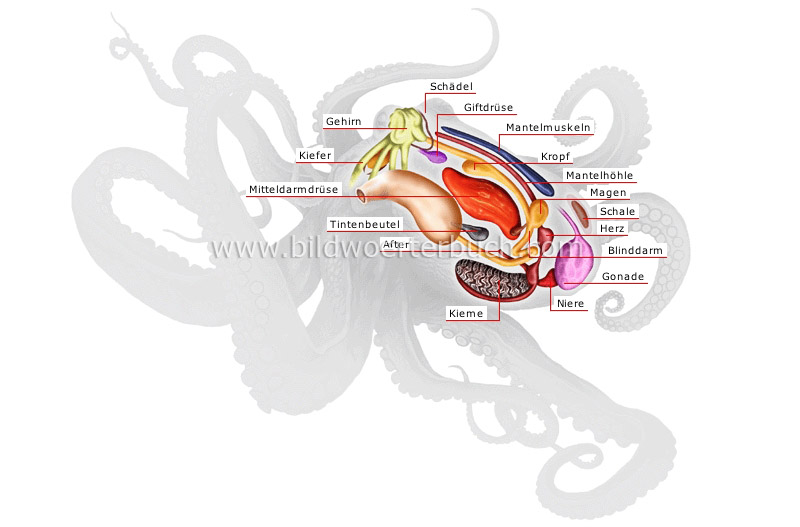 anatomy of an octopus image