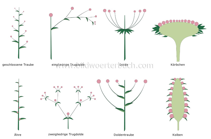 Arten von Blütenständen Bild