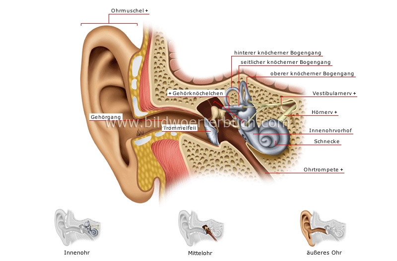 structure of the ear image