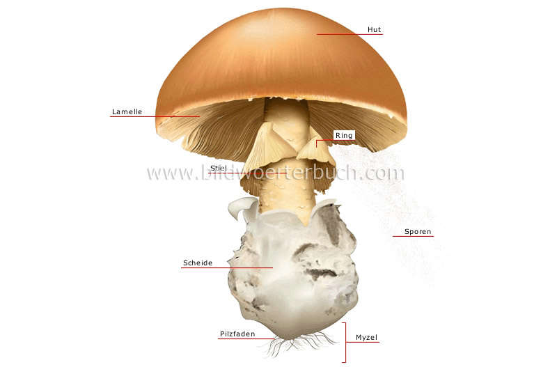 structure of a mushroom image
