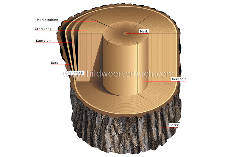cross section of a trunk image