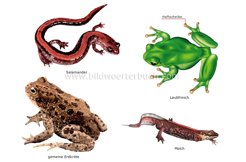 Beispiele für Amphibien Bild