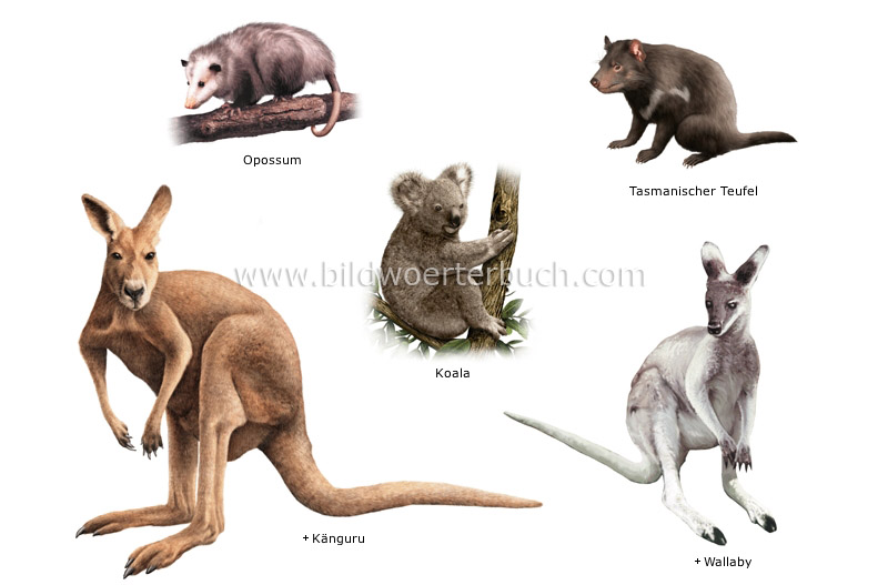 examples of marsupials image