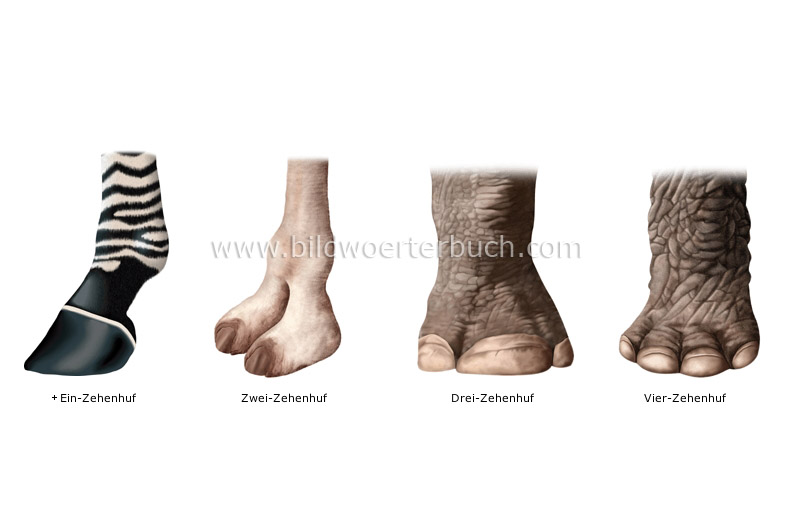 examples of hoofs image