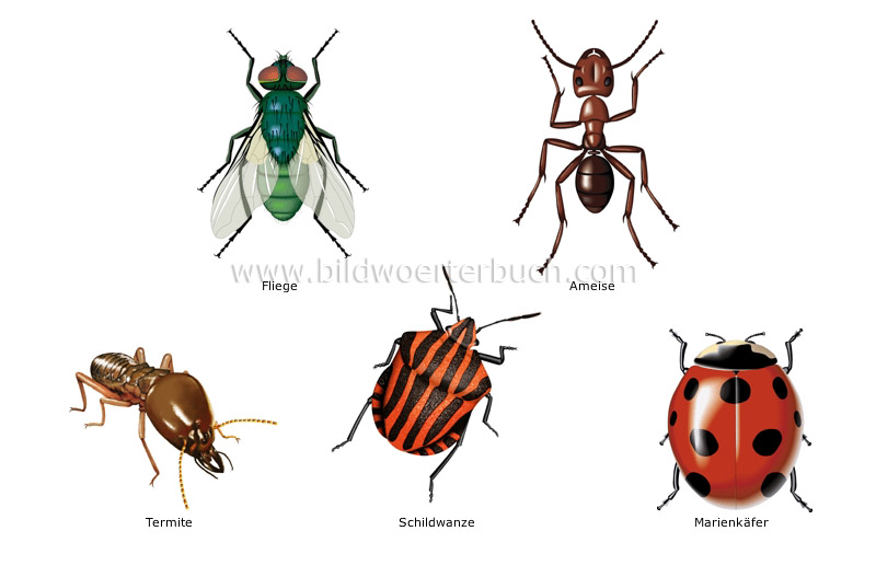 Beispiele für Insekten Bild