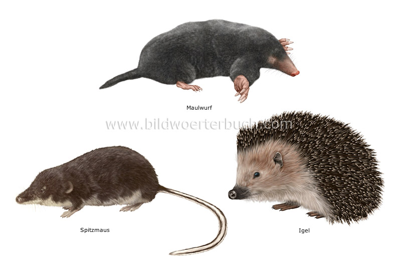 examples of insectivorous mammals image