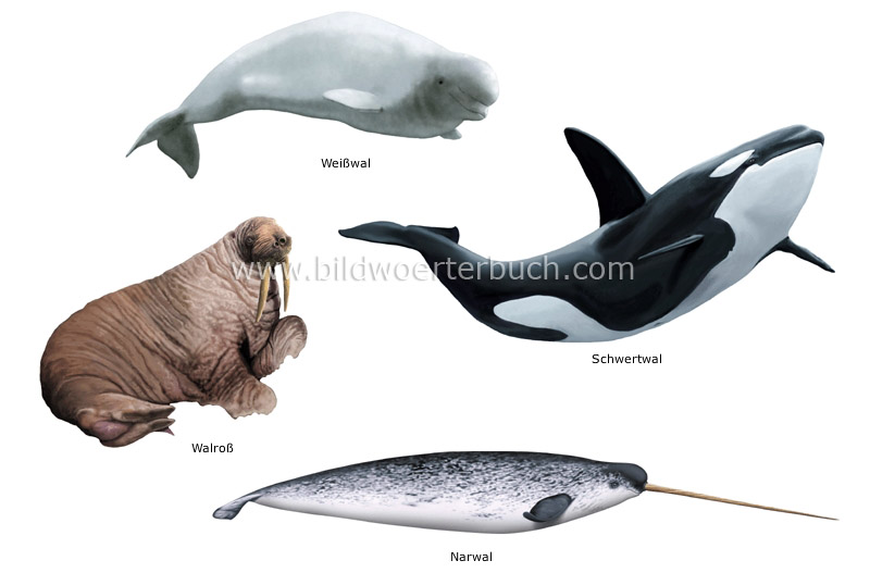 Beispiele für Meeressäugetiere Bild
