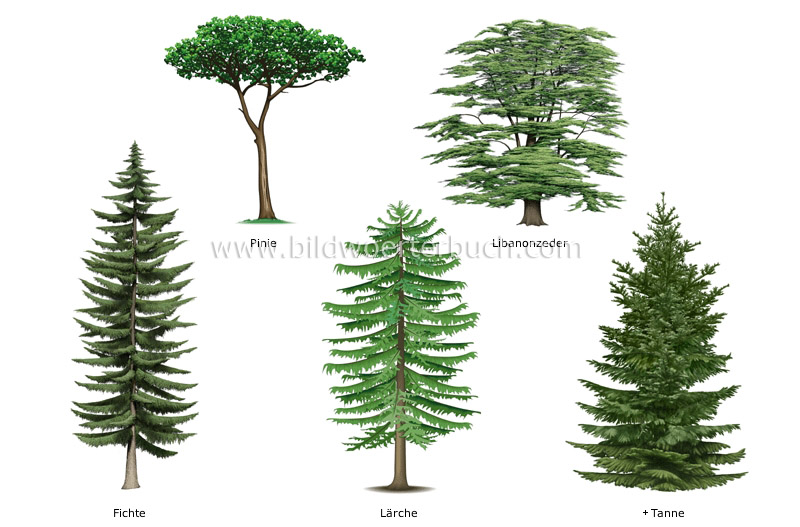 examples of conifers image