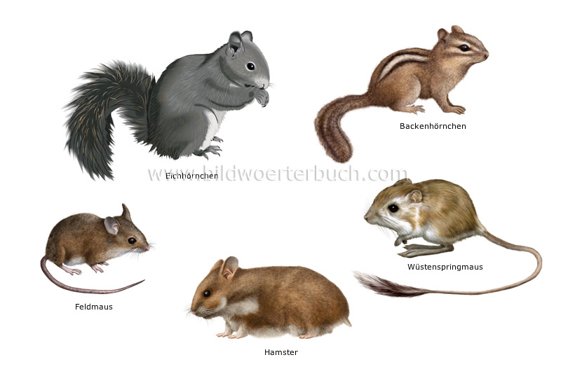 examples of rodents image