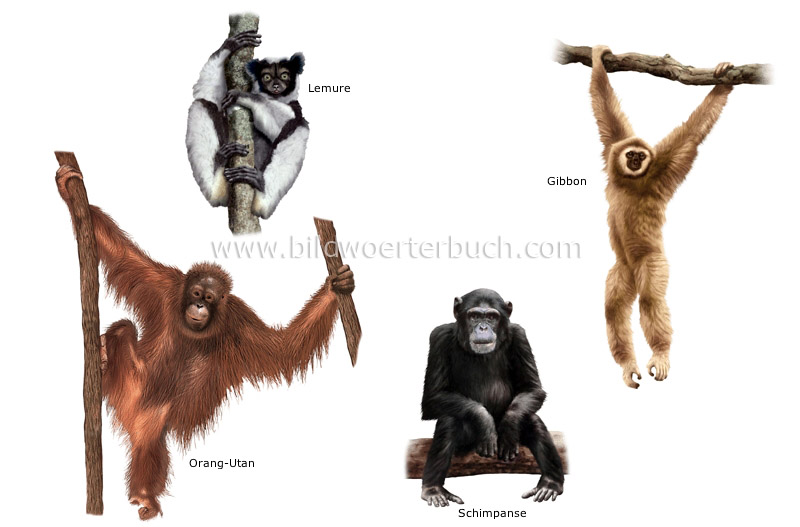 Beispiele für Primaten Bild