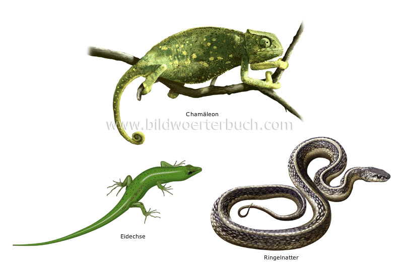 Beispiele für Reptilien Bild