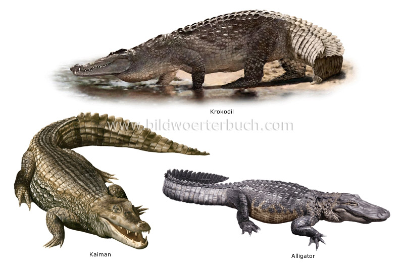 Beispiele für Reptilien Bild