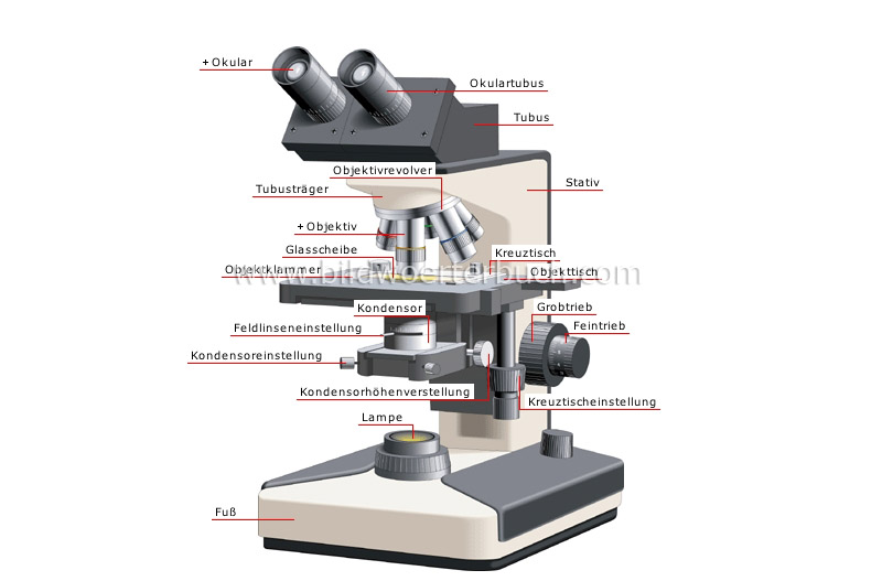 binocular microscope image