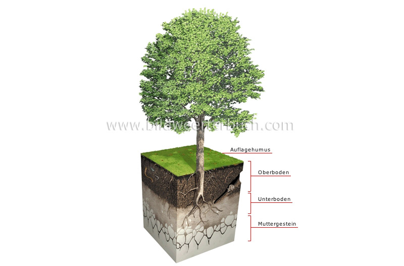 soil profile image