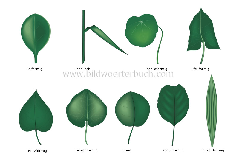 simple leaves image