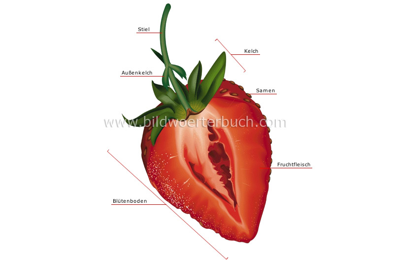 Erdbeere im Querschnitt Bild
