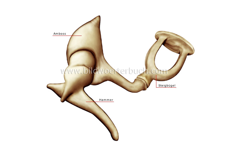 auditory ossicles image
