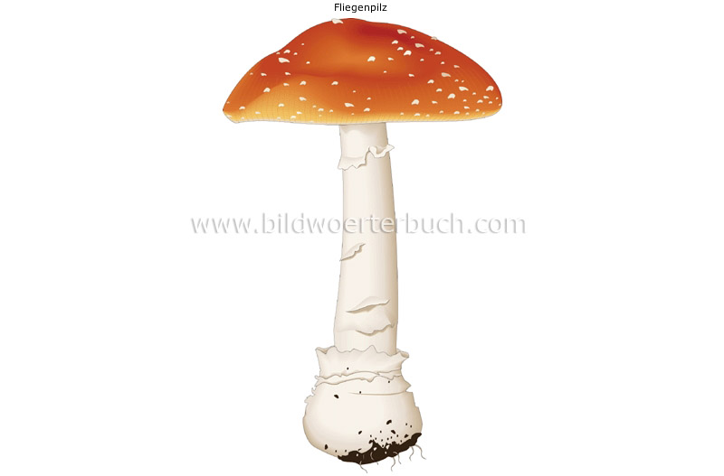 poisonous mushroom image