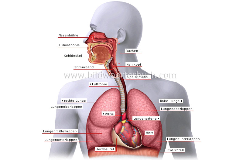 respiratory system image