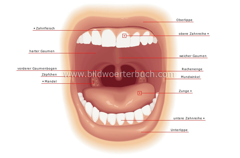 mouth image