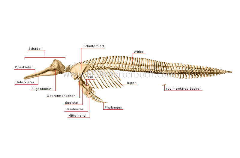 skeleton of a dolphin image
