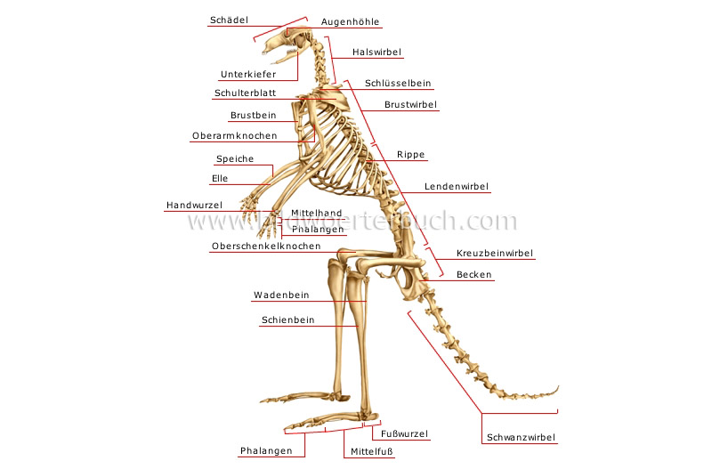 Skelett eines Kängurus Bild