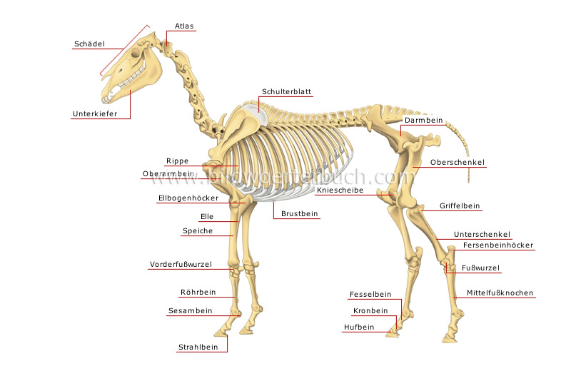 Skelett eines Pferdes Bild