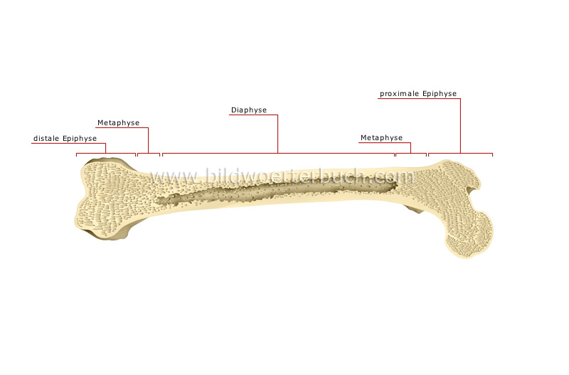 parts of a long bone image