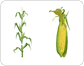 corn: cob image
