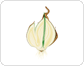 section of a bulb image