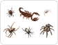 examples of arachnids image